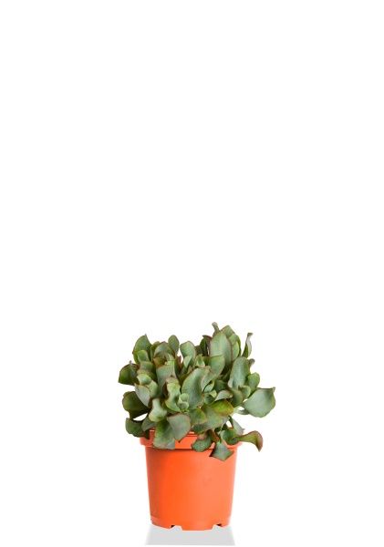 Крассула Ундулатифолия 12/20 см