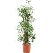 Драцена Суркулоза d30 см h150 см