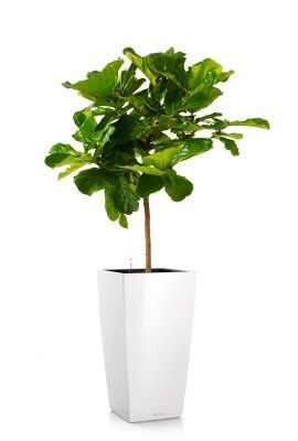 Фикус Лирата на стволе 24/120 см в CUBICO 30, белый блестящий Фикус Лирата на стволе 24/120 см в CUBICO 30, белый блестящий