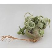 Тилландсия Streptophylla Smal d9 см h10 см