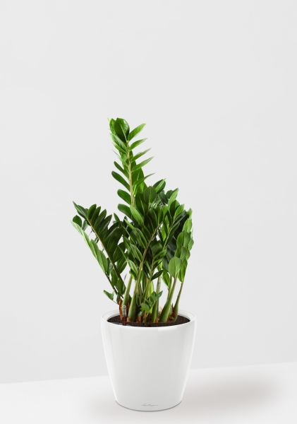 Замиокулькас 21/80 см в CLASSICO LS 28 Замиокулькас 21/80 см в CLASSICO LS 28