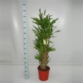 Драцена Рики бранч разветвленная d27 см h140 см