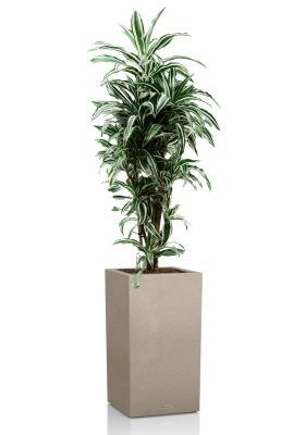 Драцена Варнески бранч 27/130 см в CANTO STONE HIGH 40, светло-бежевый