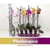 Фаленопсис 1 ствол Mix 12+ Branched (phalaenova) d12 см h65 см Фаленопсис 1 ствол Mix 12+ Branched (phalaenova) d12 см h65 см