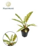 Филодендрон Narrow Ring Of Fire d12 см h30 см