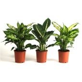 Диффенбахия микс d12 см h40 см тип 1 Диффенбахия микс d12 см h40 см тип 1