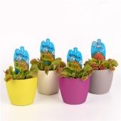 Венерина мухоловка Дионея d8.5 см h10 см тип 3