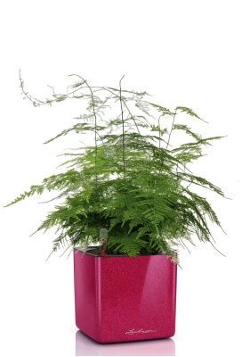 Аспарагус в CUBE GLOSSY KISS 14, вишнево-розовый блестящий