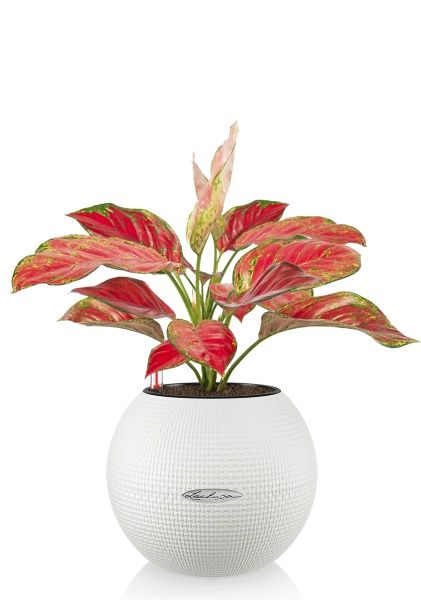 Аглаонема Корал Ред в PURO 20