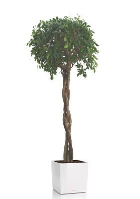 Фикус Нитида переплетенный 42/200 см в CUBE 50 Фикус Нитида переплетенный 42/200 см в CUBE 50