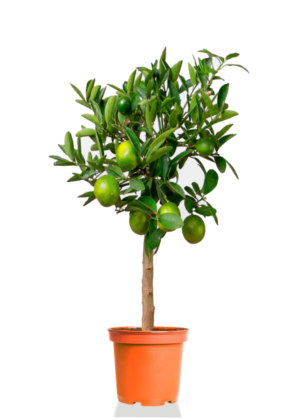 Цитрофортунелла Лимон на стволе 24/120 см