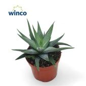 Хавортия фасциата Конколор d8.5 см h15 см