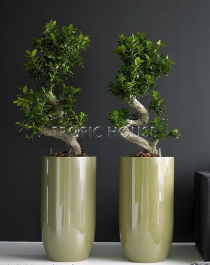 Фикус бонсай макси 50/150 см Фикус бонсай макси 50/150 см