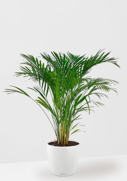 Хризалидокарпус Арека 19/120 в CLASSICO COLOR 28