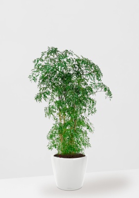 Полисциас Фрутикоза 27/140 см в CLASSICO LS 35 Полисциас Фрутикоза 27/140 см в CLASSICO LS 35