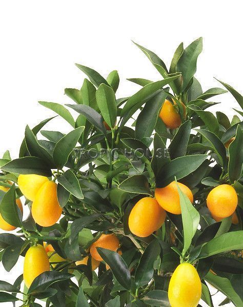 Цитрофортунелла Кумкват на стволе 40/150 см