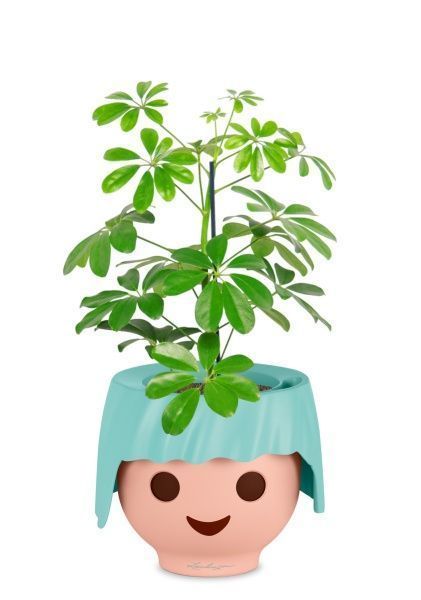 Шеффлера Нора 12/40 см в OJO