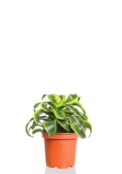 Драцена Торнадо розетка 12/20 см