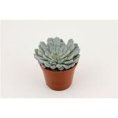 Эхеверия Derenbergii d8.5 см h10 см Эхеверия Derenbergii d8.5 см h10 см