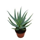 Алоэ Абросценз d12 см h30 см тип 2