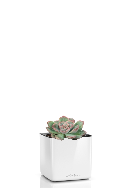 Суккулент микс 5 см в CUBE GLOSSY 14 Суккулент микс 5 см в CUBE GLOSSY 14