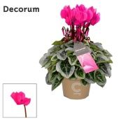 Цикламен Пикассо розовый (decorum) d11 см h22.5 см