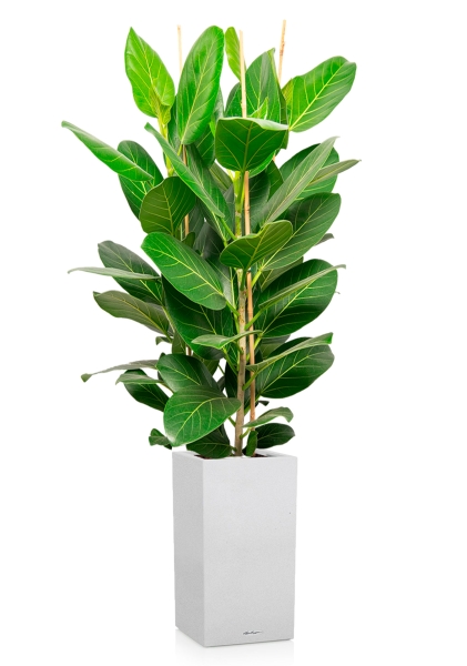 Фикус Бенгальский Андрей 3 ствола 27/120 см в CANTO STONE HIGH 30 Фикус Бенгальский Андрей 3 ствола 27/120 см в CANTO STONE HIGH 30