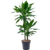 Драцена Бурунди 2 ствола d19 см h110 см
