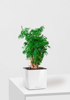 Полисциас Фрутикоза 12/40 см в CUBE GLOSSY 14