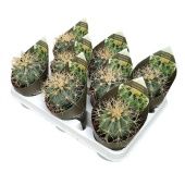 Ферокактус Glaucescens d10.5 см h12.5 см