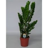 Замиокулькас 6+ веток d21 см h90 см тип 1