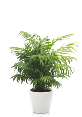 Хамедорея Элеганс 24/80 см в CLASSICO LS 28