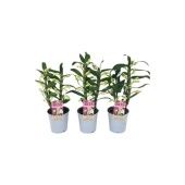 Дендробиум Nobile Apollon 2 ствола белый d12 см h35 см