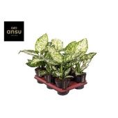 Аглаонема Ивори Джейд "Ivory Jade" 12/30 см Аглаонема Ивори Джейд "Ivory Jade" 12/30 см