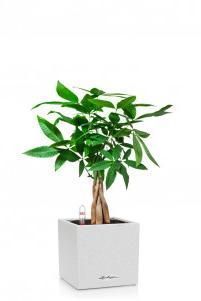 Пахира CANTO STONE 14/40 см Песочный белый Пахира CANTO STONE 14/40 см Песочный белый