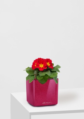 Примула 12/30 см в CUBE Glossy Kiss 14 Примула 12/30 см в CUBE Glossy Kiss 14