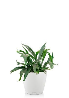 Платицериум Бифуркатум 17/40 см в CLASSICO COLOR 21, белый