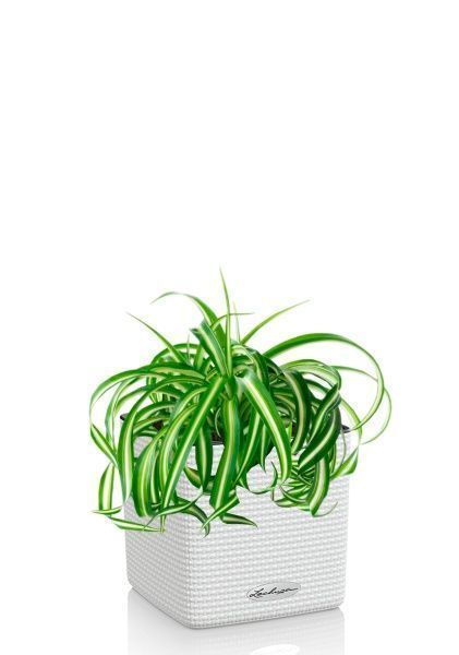 Хлорофитум Бонни 12/25 см в CUBE COLOR 14