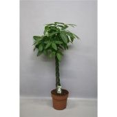 Пахира Акватика d30 см h170 см тип 2