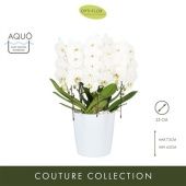 Фаленопсис Japanse Mountain White 85+ Ceramic d25 см h85 см