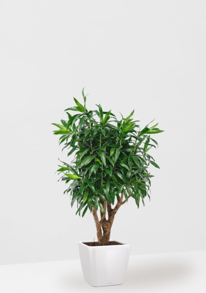 Драцена Песнь Ямайке 27/90 см в QUADRO LS 35