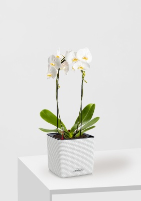 Орхидея Фаленопсис белая каскад 12/50 см в CUBE Color 14