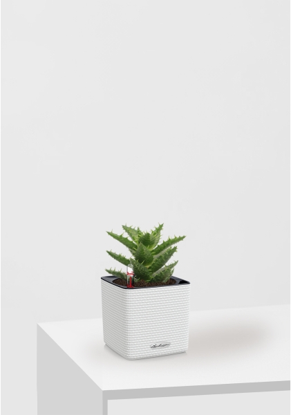 Алоэ Хавортия микс 5 см в CUBE COLOR 14