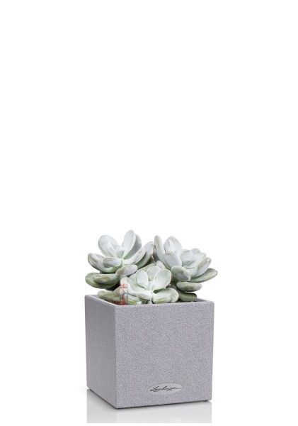 Пахифитум в CANTO STONE 14