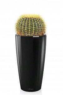 Кактус Грузони в RONDO 40 Кактус Грузони в RONDO 40