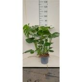 Монстера Делициоза d21 см h100 см