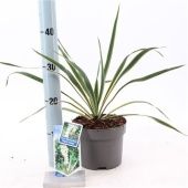 Юкка Фламентоса Bright Edge d17 см h30 см