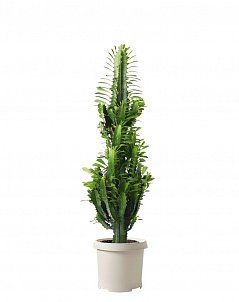 Эуфорбия Молочай тригона 17/75 см