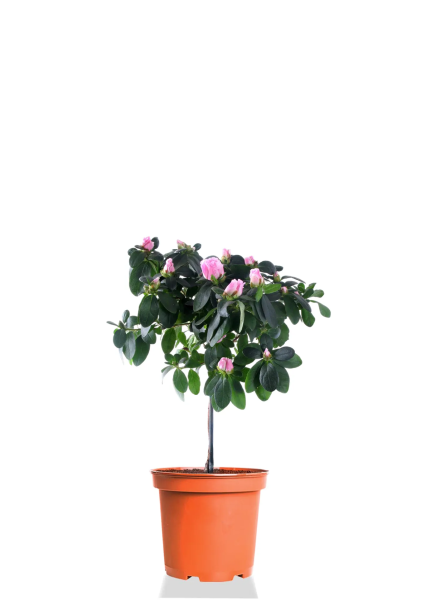 Азалия Фландрес штамб микс 13/40 см Азалия Фландрес штамб микс 13/40 см