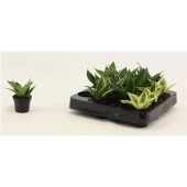 Сансевиерия Ханни микс d6 см h14 см тип 1